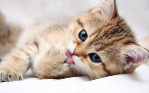 cats_animals_kittens_cat_kitten_cute_desktop_1680x1050_hd-wallpaper-753974.jpg