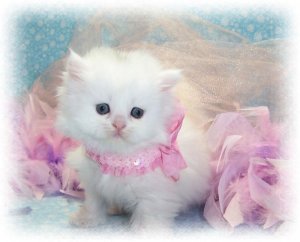 cute_cat_picture-12.jpg