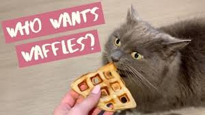 catwaffle.jpg