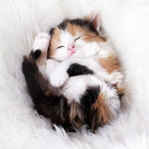 a6fc4744ea6d558ca47faa3431bd0e08[1].jpg