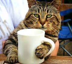 catcoffee.jpg