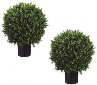 boxwood.jpg