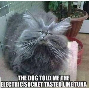 FB_IMG_16054771709997934.jpg