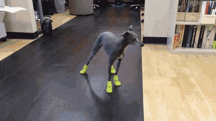 ActualGranularGoral-size_restricted.gif ActualGranularGoral-size_restricted.gif