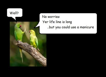 parrots fin.jpg