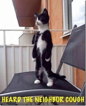 cat cough.jpg