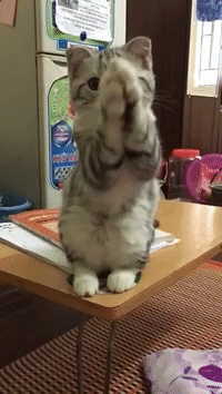 e60b1caef31a4c9889e781ed6b4a8c57[1].gif