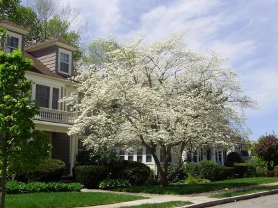 spring neighborhood 1.jpg