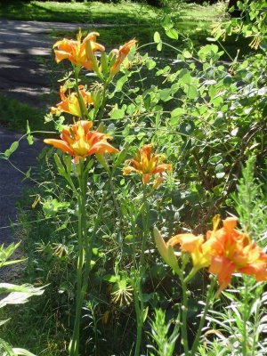 tiger lilies by me.jpg