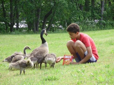 feeding geese.jpg