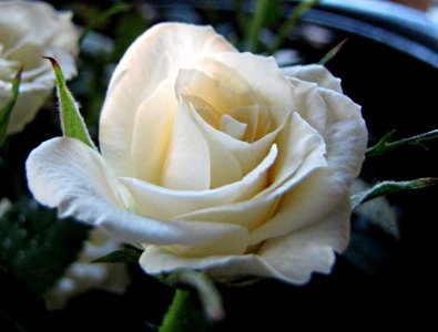 rose white.jpg