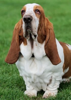 basset.jpg
