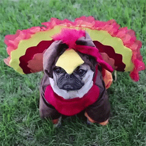 DishonestDecentIrishterrier-small.gif