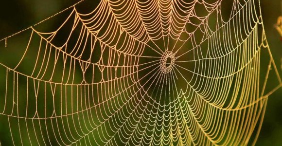 spider-web-dew-sunrise-full-width.jpg.thumb.1160.1160.jpg