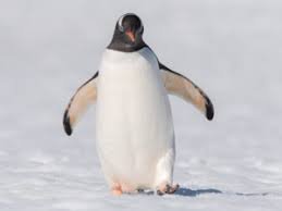 images.jpeg