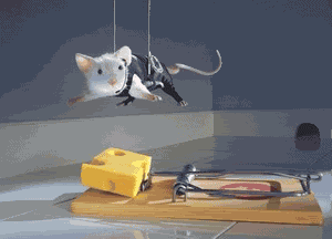 mouse and cheese 1.gif