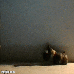 bite.gif
