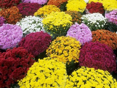 mums-chrysanthemums-at-a-flower-market-in-southern-france.jpg