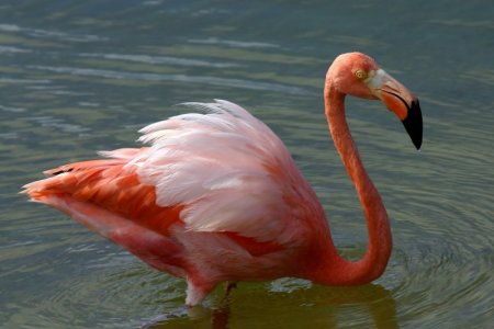 American_flamingo_(Phoenicopterus_ruber).jpg