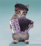 kitty playing accordian.gif