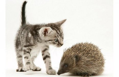 kitty possum.jpg