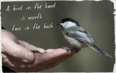 bird.jpeg