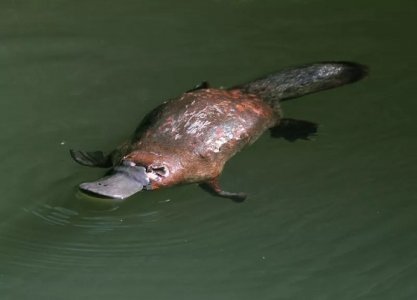 Platypus.jpg