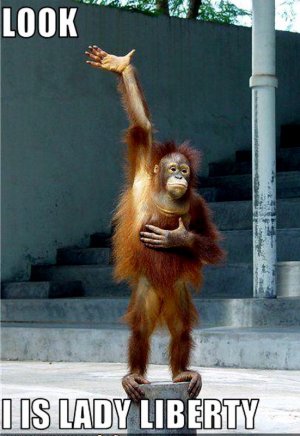 monkey-funny-animal-humor-20209669-816-1185.jpg