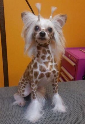 60-funny-pictures-1090.jpg