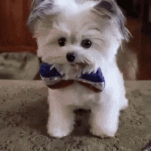 3c8023d7b1f1266a87d262fc2ecbb5ed.gif