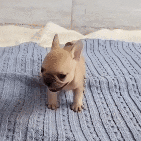 8cbbbe281efcbdb128539f8c2185b5d9.gif