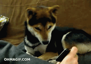 19d.gif