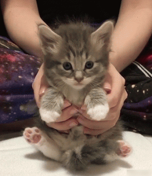 594e29bd0943aafb2b12950fc8fe566d.gif