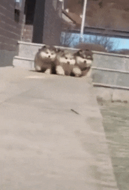 709bf00b916461d7e1e04aa991b1a6a3.gif