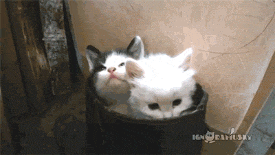 54548c1ff24bf7aa-.gif