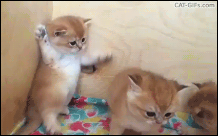 048447822ae977ba04e4dfffce356150.gif