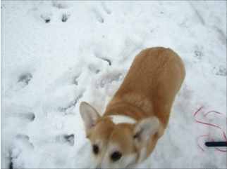 a016a89537f5d034ba9b2068d03bcfa7.gif