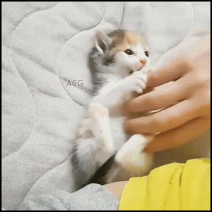 b736c0d7b6575e765c1273281958232b.gif