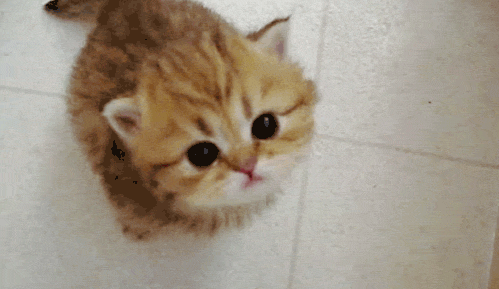 c652b110ce9854cef9ba399eed60417b.gif