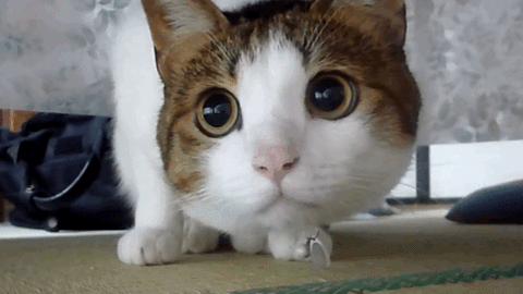 cat-watch.gif