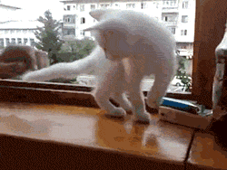 ce90717ee5c2518da2fb1d1b53da0e43.gif