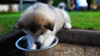 Cutest+puppy+ever_69b92e_5438757.gif
