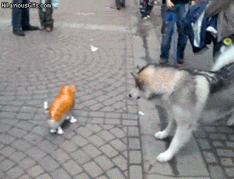 d6f5634c-addf-48ec-92a4-e6f7e595d7bb.gif