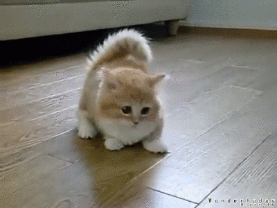 d51jxyi-2bf0d49b-900c-4e0d-8666-cd28b76a9263.gif