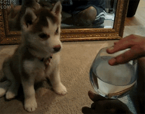 e3768cd183df754f0ca05c1ccc27c57f.gif