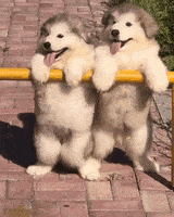 ForkedAggressiveAnophelesmosquito-max-1mb.gif