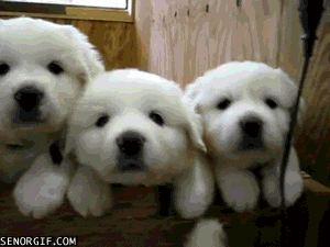 giphy (1).gif