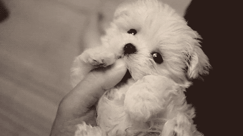 giphy (2).gif