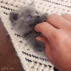 giphy (3).gif