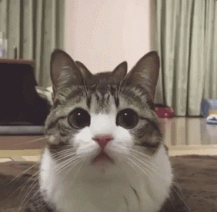 giphy (4).gif